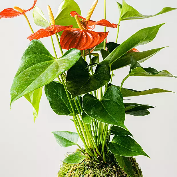 Kokedama Anthurie