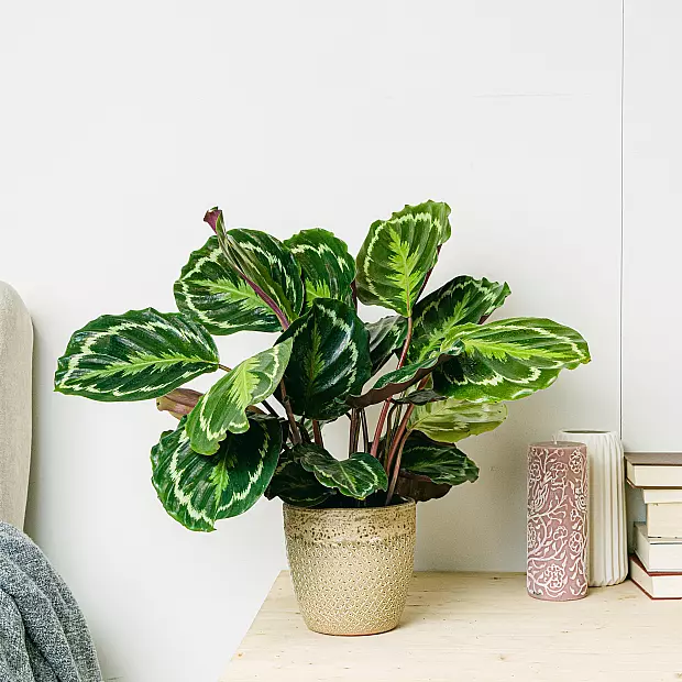 Calathea Medallion