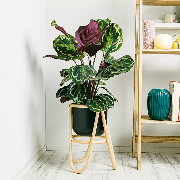 Calathea Medallion - Weelderig blad