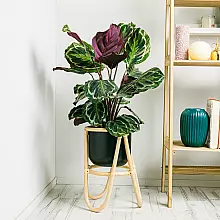 Calathea Medaljong related pic