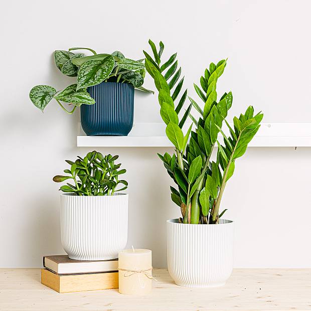 Trio af planter: De udødelige