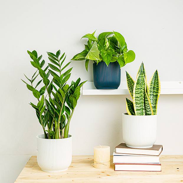 Plant Trio: Elegant Purifiers