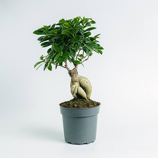 Ficus Ginseng