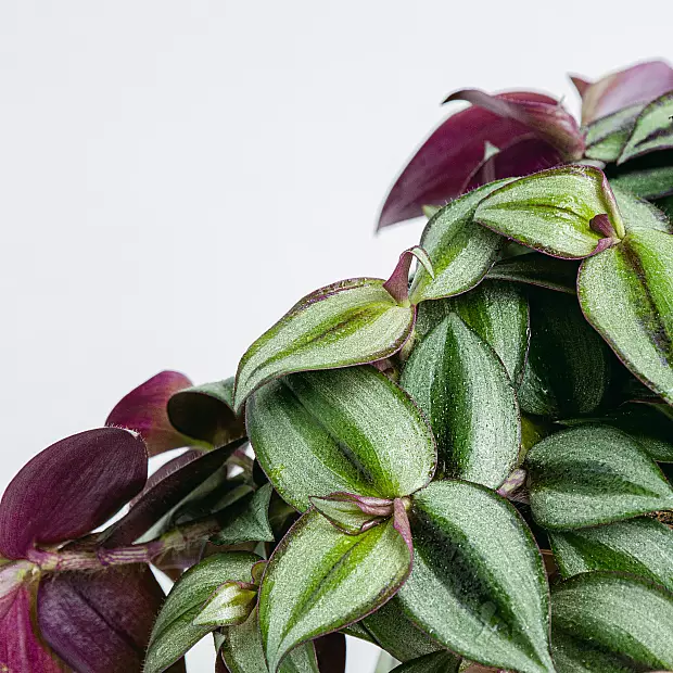 Tradescantia Zebrina