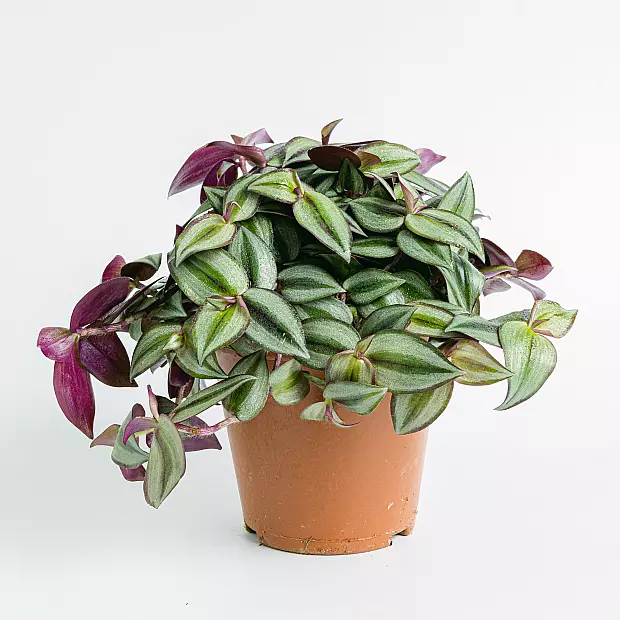 Tradescantia zebrina