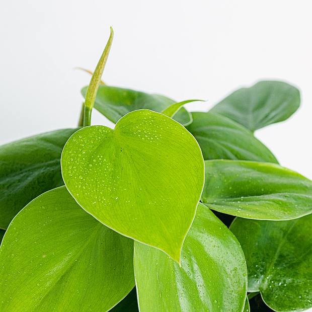 Philodendron scandens