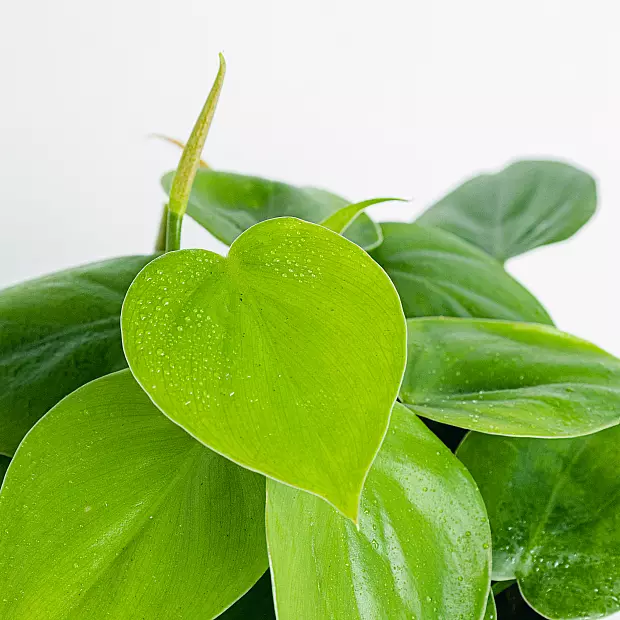 Philodendron Scandens