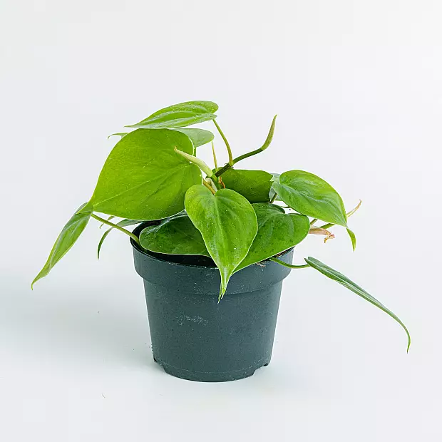 Philodendron Scandens