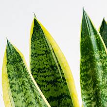 Sansevieria - Purificatrice dell'aria