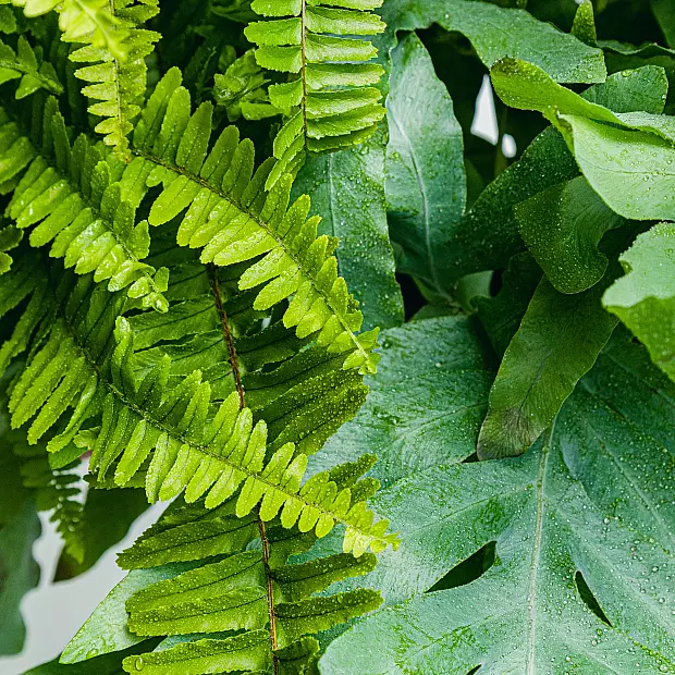 Duo of Ferns