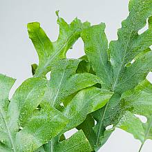 Blue Star Fern