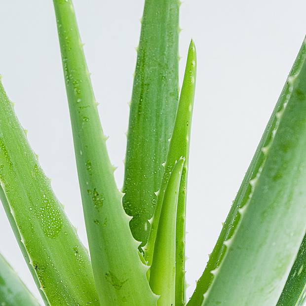 Aloe