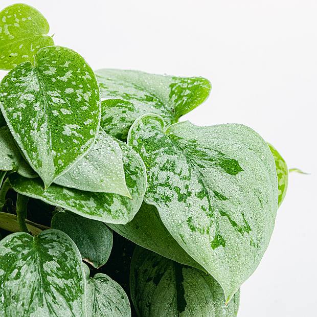 Silver Pothos