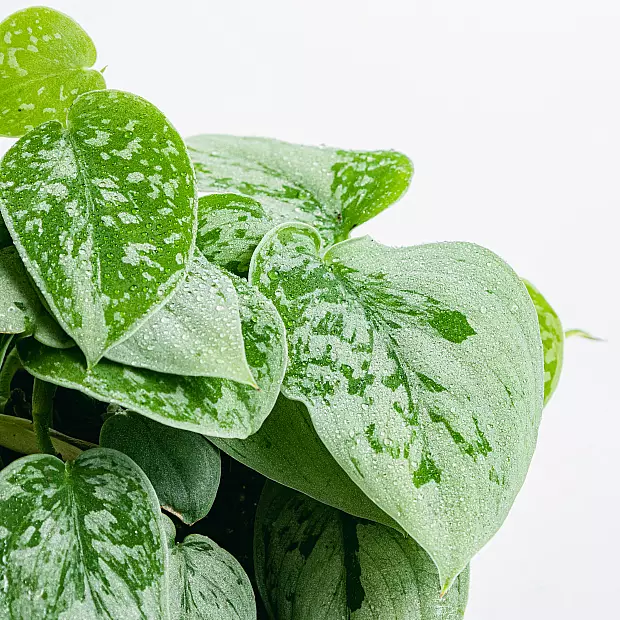 Zilveren Pothos