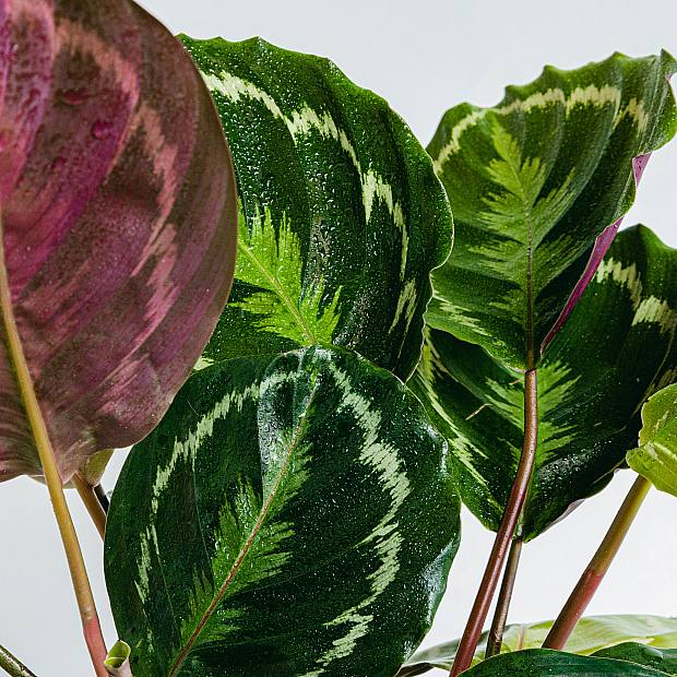 Medalion Calathea