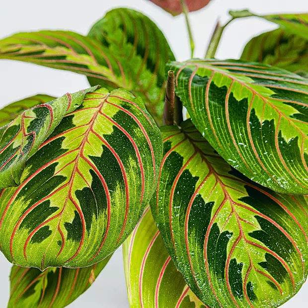 Maranta Tricolore