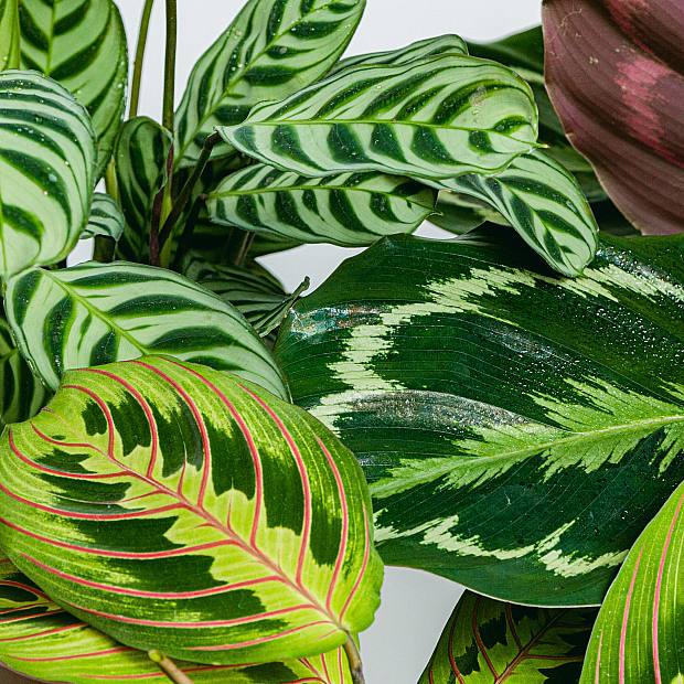 Trio de Plantas Amigas dos Animais de Estimação