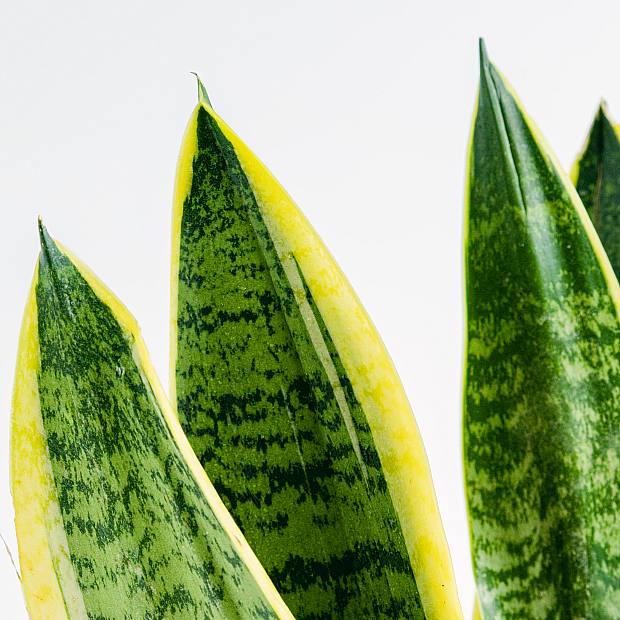 Sansevieria - Luftrenser