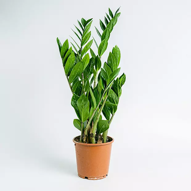 ZZ plant