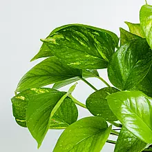 Pothos - Crescita Veloce