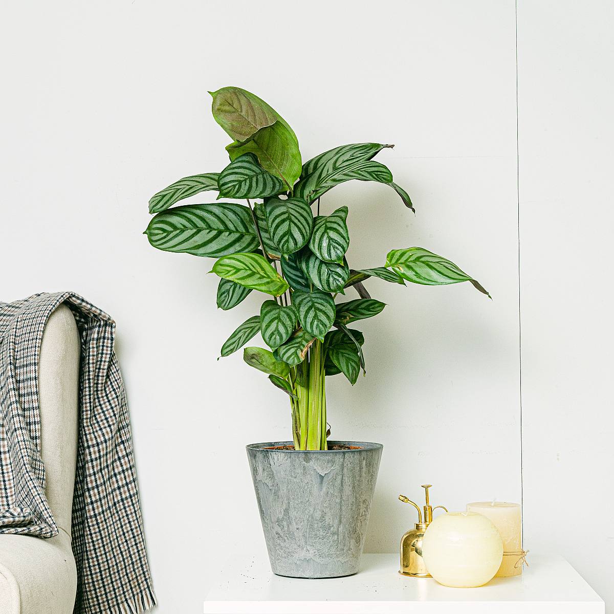 Calathea Cora