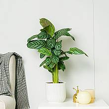 Calathea Cora