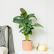 Calathea Cora