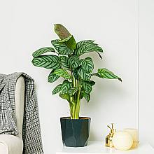 Calathea Cora