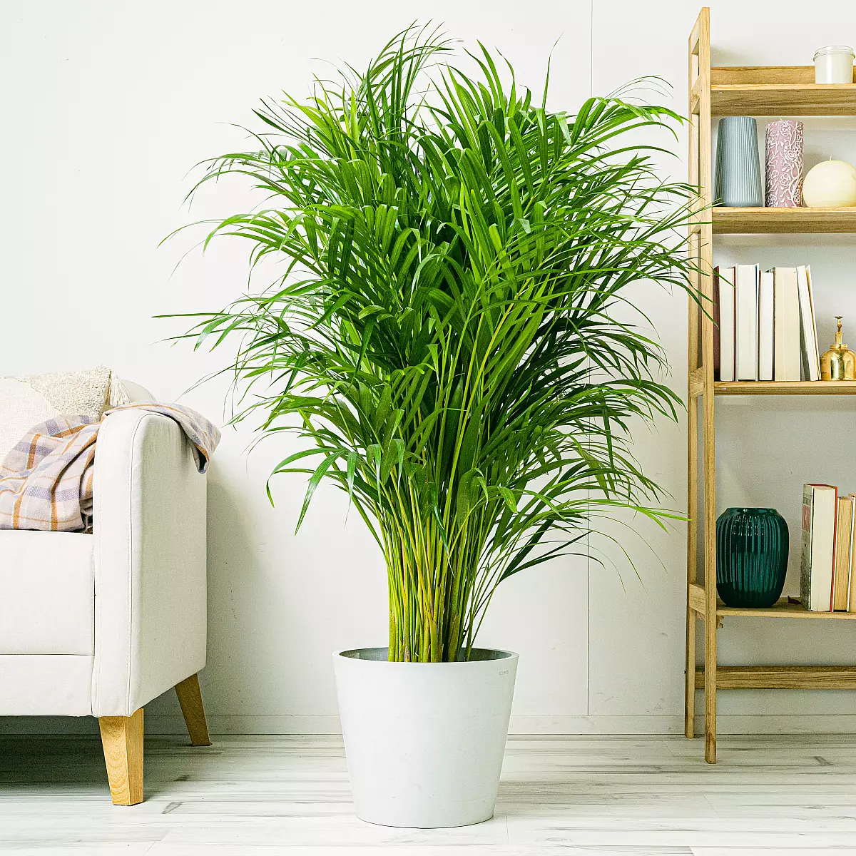 Palma d'Areca - Aria Purificata