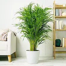 Areca Palm related pic