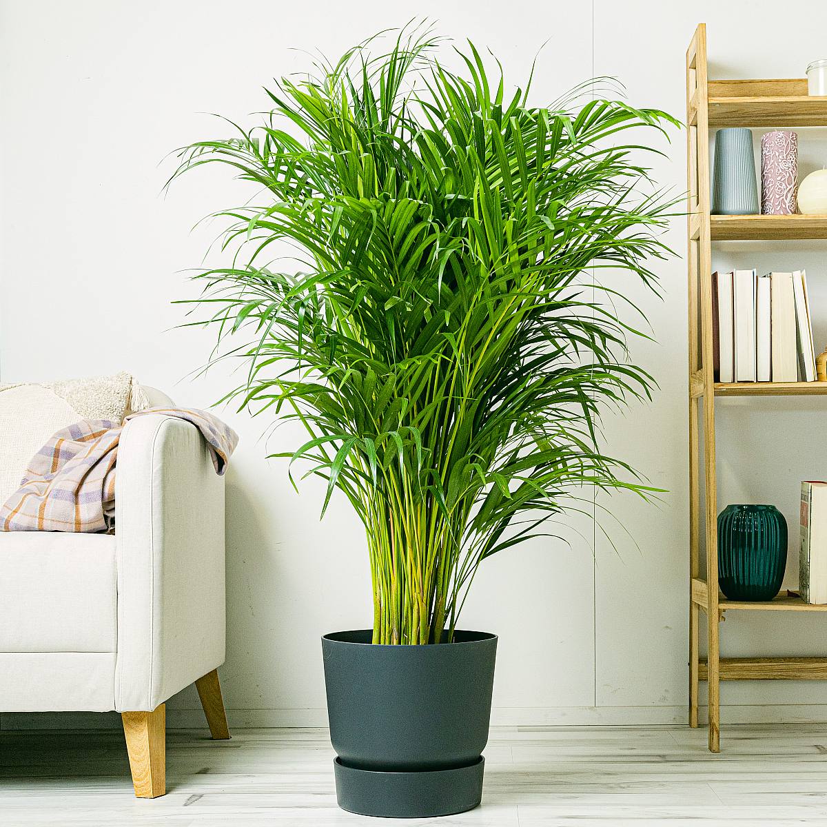 Areca Palm