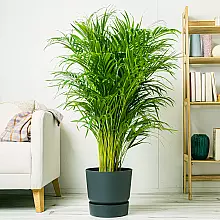 Palma d'Areca - Aria Purificata