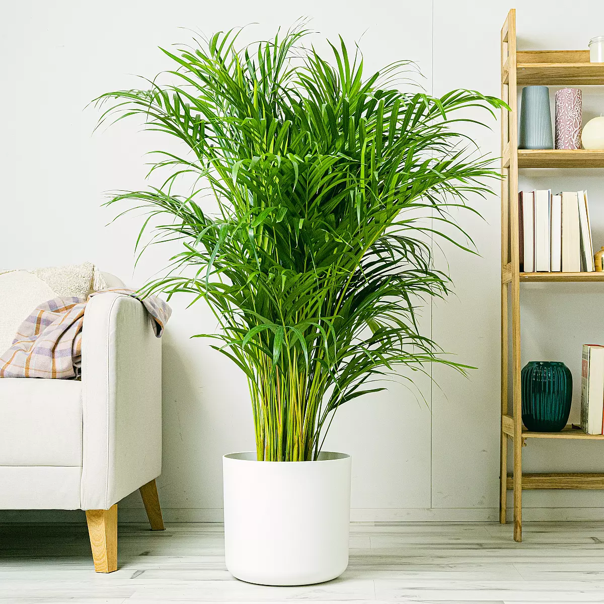 Areca Palm