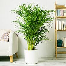 Palma Areca - Purificateur d'air