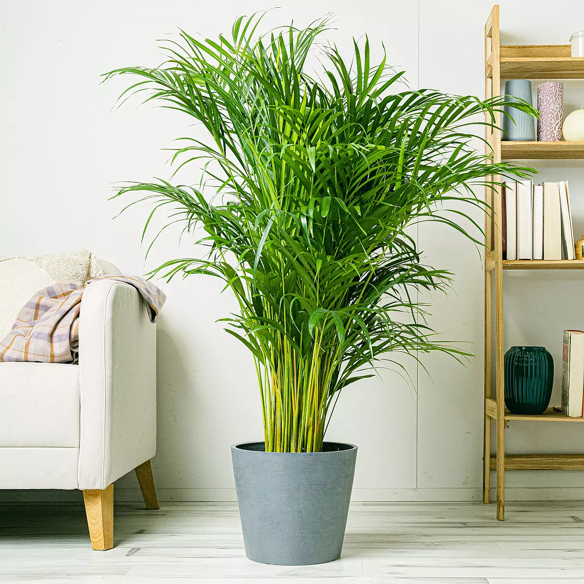 Areca Palm