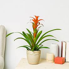 Bromelia