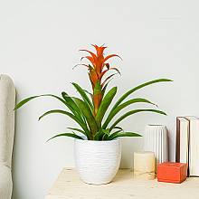 Bromelia