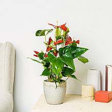 Anthurium Rosso