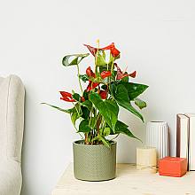 Anthurium Rosso