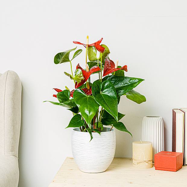 Anthurium rød