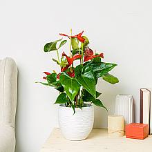 Anthurium Rosso