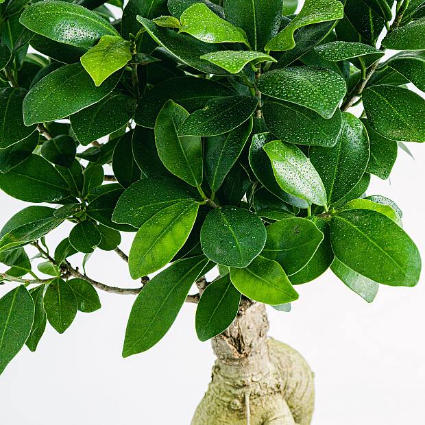 Ficus Ginseng