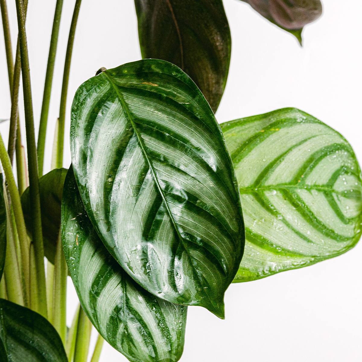 Calathea Cora