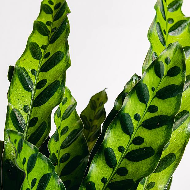 Calathea lancifolia