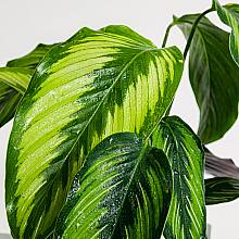 Calathea ornata