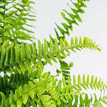 Boston fern