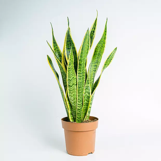 Sansevieria - Purificadora de aire