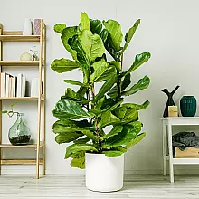 Ficus lira - Frondoso related pic