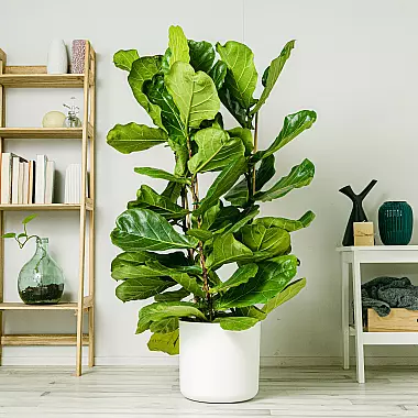 Ficus lira - Frondoso