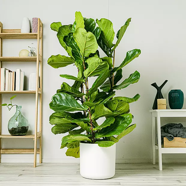 Fiddle Leaf Fig XL